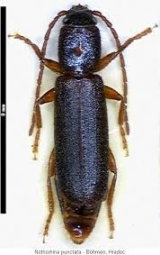 Attēlu rezultāti vaicājumam “Nothorhina punctata”