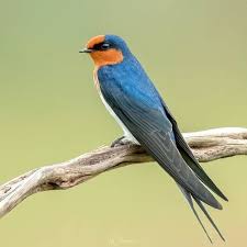 Attēlu rezultāti vaicājumam “Hirundinidae”