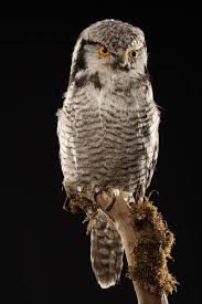 Image result for Surnia ulula