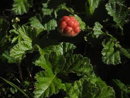 Attēlu rezultāti vaicājumam “Rubus chamaemorus leaf”