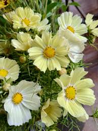 Image result for Cosmos bipinnatus