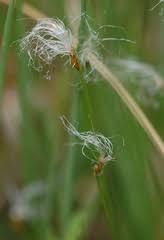 Attēlu rezultāti vaicājumam “Trichophorum alpinum flower”