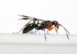 Attēlu rezultāti vaicājumam “Dipogon sp.”