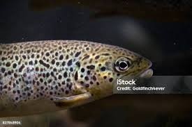 Image result for Salmo macrostigma