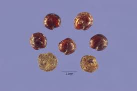 Image result for Chenopodium botrys