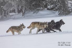 Attēlu rezultāti vaicājumam “Canis lupus”