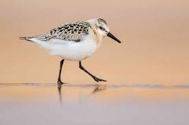 Attēlu rezultāti vaicājumam “Calidris”