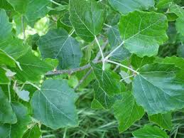 Attēlu rezultāti vaicājumam “Populus x jackii”