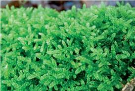 Attēlu rezultāti vaicājumam “Hypnum cupressiforme sporophyte”