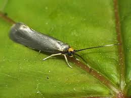 Attēlu rezultāti vaicājumam “Roeslerstammia erxlebella”