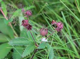 Attēlu rezultāti vaicājumam “Comarum palustre flower”