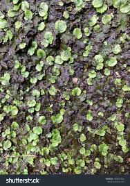 Attēlu rezultāti vaicājumam “Marchantiopsida”