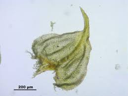 Attēlu rezultāti vaicājumam “Thuidium recognitum”