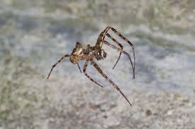 Attēlu rezultāti vaicājumam “Metellina merianae”