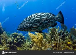 Image result for Mycteroperca bonaci