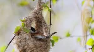 Attēlu rezultāti vaicājumam “Remiz pendulinus nest”