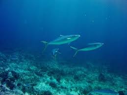 Image result for Elagatis bipinnulata