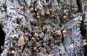 Attēlu rezultāti vaicājumam “Sclerophora coniophaea”