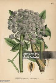 Image result for Angelica silvestris
