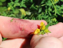 Attēlu rezultāti vaicājumam “Hypericum perforatum fruit”