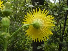 Attēlu rezultāti vaicājumam “Hieracium umbellatum flower”