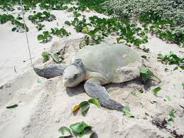 Image result for Lepidochelys kempii
