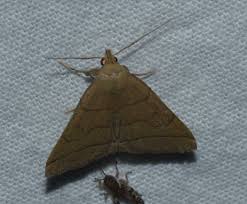 Attēlu rezultāti vaicājumam “Zanclognatha tarsipennalis”