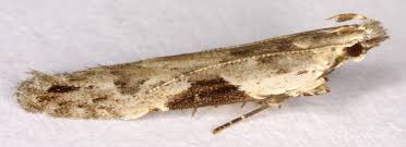 Attēlu rezultāti vaicājumam “Hypatima rhomboidella”