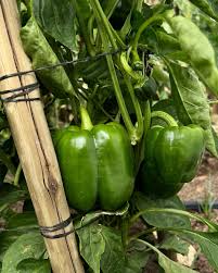 Afbeeldingsresultaat voor california wonder 300 sweet pepper