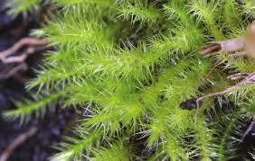 Attēlu rezultāti vaicājumam “Campylium stellatum”