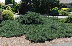 Attēlu rezultāti vaicājumam “Pinus sylvestris var. turfosa”