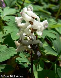 Attēlu rezultāti vaicājumam “Corydalis cava fruit”
