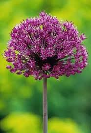 Attēlu rezultāti vaicājumam “Allium holandicum leaf”