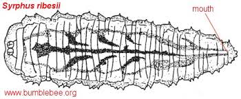 Attēlu rezultāti vaicājumam “Syrphus sp. larva”