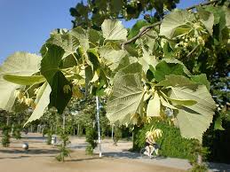 Attēlu rezultāti vaicājumam “Tilia platyphyllos subsp. cordifolia”