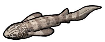 Attēlu rezultāti vaicājumam “Placodermi”