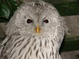 Attēlu rezultāti vaicājumam “Strix uralensis adult”