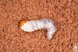 Attēlu rezultāti vaicājumam “Lygistopterus sanguineus larva”