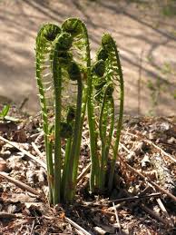 Attēlu rezultāti vaicājumam “Matteuccia struthiopteris”