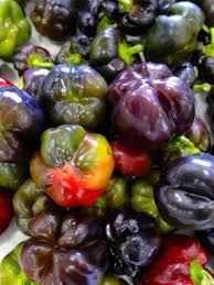 Afbeeldingsresultaat voor purple beauty sweet pepper