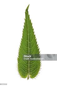 Attēlu rezultāti vaicājumam “Impatiens glandulifera leaf”