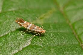 Attēlu rezultāti vaicājumam “Cameraria ohridella”