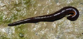 Attēlu rezultāti vaicājumam “Haemopis sanguisuga”