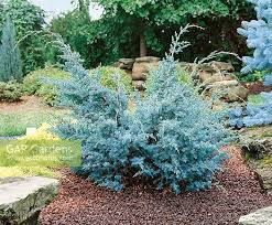 Attēlu rezultāti vaicājumam “Juniperus chinensis”