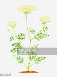 Attēlu rezultāti vaicājumam “Libanotis montana flower”