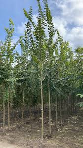 Attēlu rezultāti vaicājumam “Ulmus glabra”