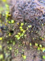 Attēlu rezultāti vaicājumam “Acaulon muticum”