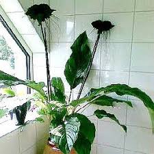 Image result for Tacca chantrieri