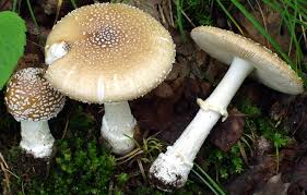 Attēlu rezultāti vaicājumam “Amanita pantherina”