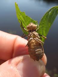 Attēlu rezultāti vaicājumam “Cordulidae”